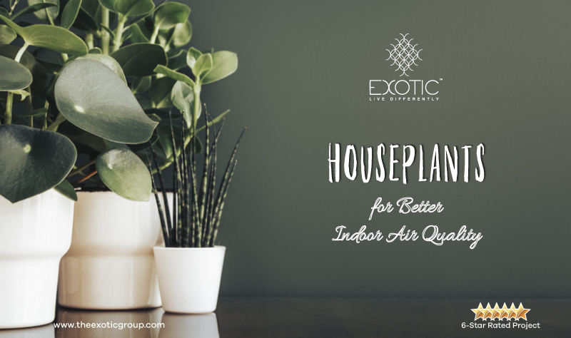 Houseplants for Better Indoor Air Quality